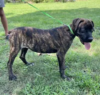 Light Green, a female Cane Corso for sale in Walterboro, SC – 3 of 6