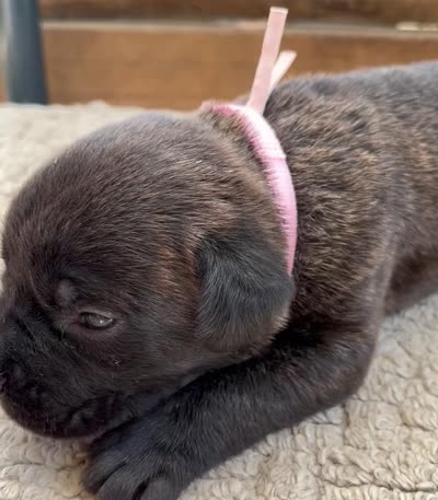 Light Pink , a female Cane Corso for sale in Walterboro, SC – 4 of 4