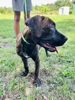 Light Green, a female Cane Corso for sale in Walterboro, SC – 5 of 6