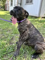 Light Purple, a female Cane Corso for sale in Walterboro, SC – 2 of 5