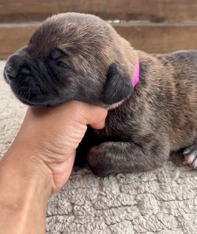 Dark Pink, a female Cane Corso for sale in Walterboro, SC – 4 of 4