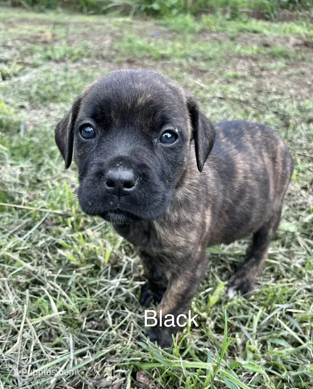 Black – Cane Corso puppy for sale in Walterboro, SC