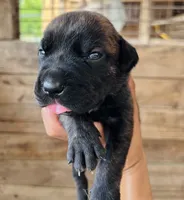 Light Green, a female Cane Corso for sale in Walterboro, SC – 3 of 5