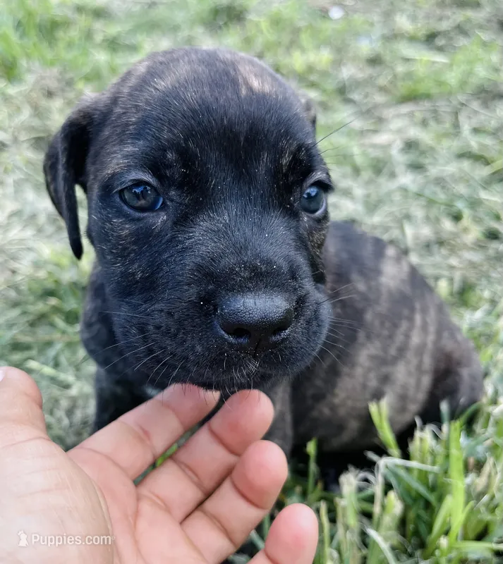 Yellow – Cane Corso puppy for sale in Walterboro, SC