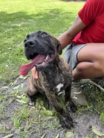 White , a female Cane Corso for sale in Walterboro, SC – 3 of 3