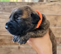 Orange, a female Cane Corso for sale in Walterboro, SC – 5 of 6