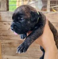Light Green, a female Cane Corso for sale in Walterboro, SC – 4 of 5