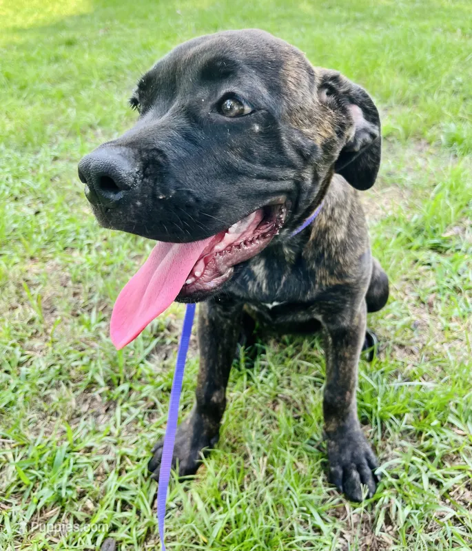 Light Purple – Cane Corso puppy for sale in Walterboro, SC