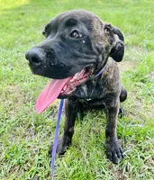 Light Purple, a female Cane Corso for sale in Walterboro, SC – 1 of 5