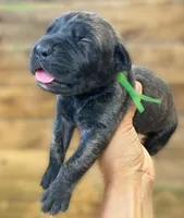 Green, a female Cane Corso for sale in Walterboro, SC – 3 of 3