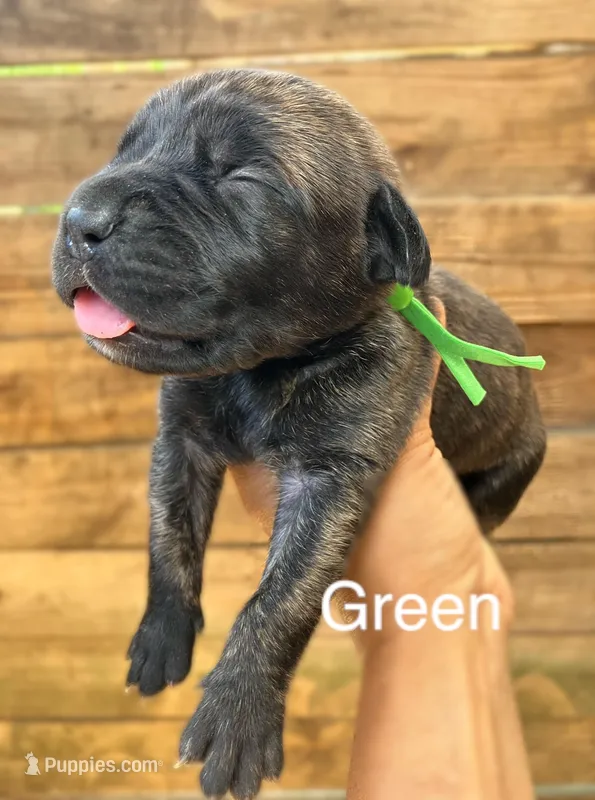 Green – Cane Corso puppy for sale in Walterboro, SC
