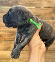 Green, a female Cane Corso for sale in Walterboro, SC – 2 of 3