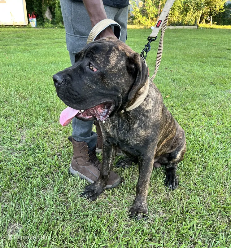 Sampson  – Cane Corso puppy for sale in Walterboro, SC