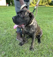 Sampson , a male Cane Corso for sale in Walterboro, SC – 1 of 4