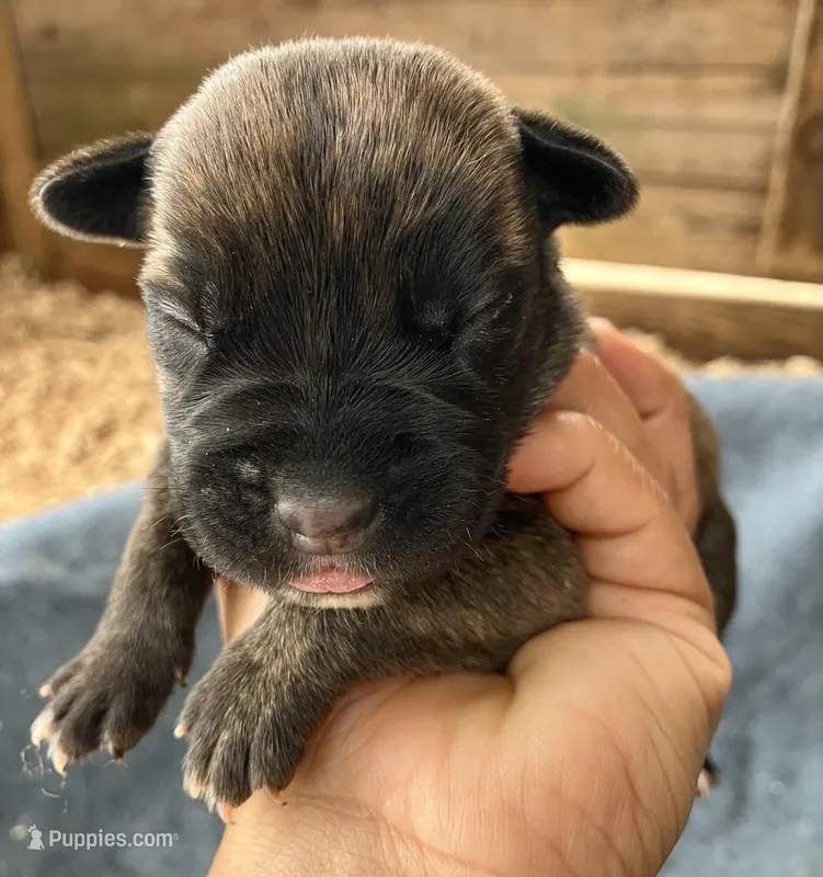 Puppy 1, a female Cane Corso for sale in Walterboro, SC – Photo 1 of 2
