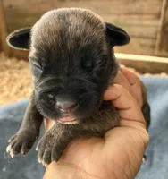 Puppy 1, a female Cane Corso for sale in Walterboro, SC – Photo 1 of 2