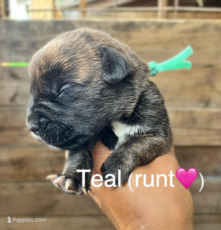 Teal (runt) – Cane Corso puppy for sale in Walterboro, SC