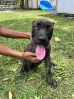 Light Green, a female Cane Corso for sale in Walterboro, SC – 3 of 5