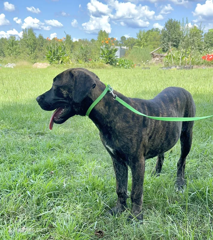 Light Green – Cane Corso puppy for sale in Walterboro, SC