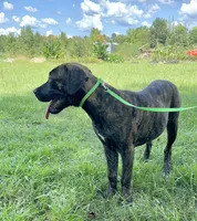 Light Green, a female Cane Corso for sale in Walterboro, SC – 1 of 6