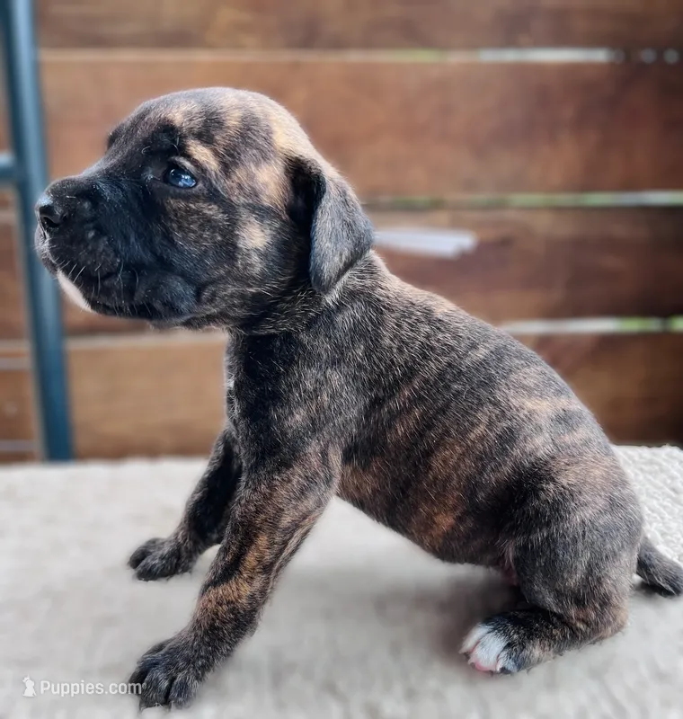 Gray – Cane Corso puppy for sale in Walterboro, SC