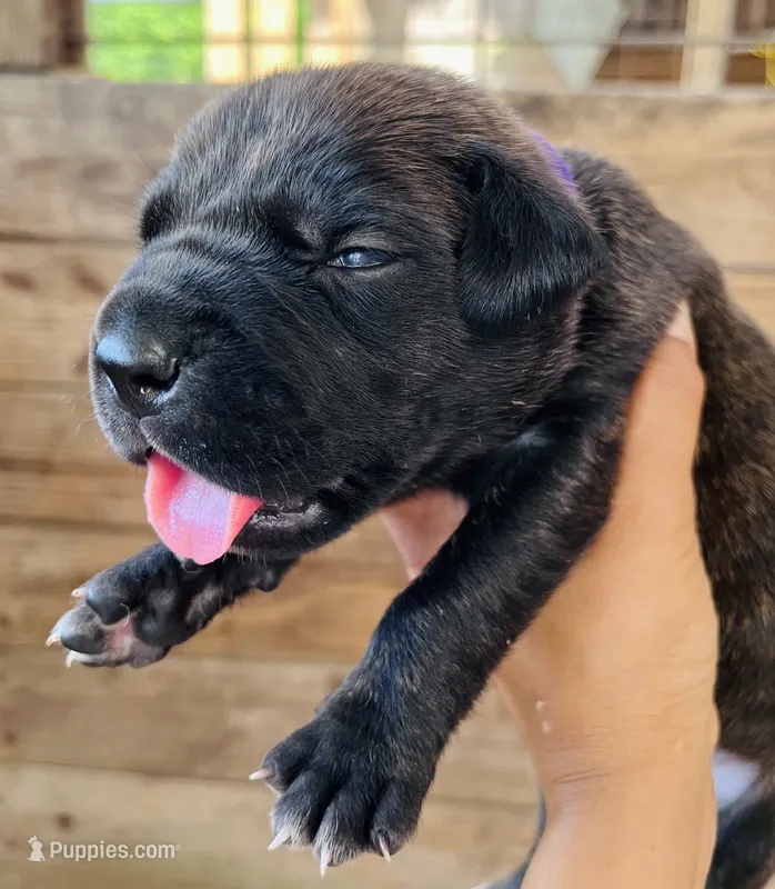 Purple – Cane Corso puppy for sale in Walterboro, SC