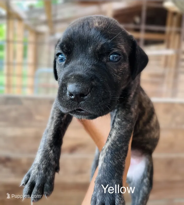 Yellow – Cane Corso puppy for sale in Walterboro, SC