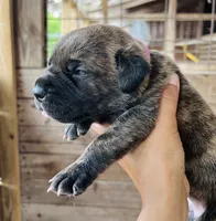 Dark Pink, a female Cane Corso for sale in Walterboro, SC – 3 of 4