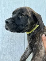 Light Green, a female Cane Corso for sale in Walterboro, SC – 5 of 6