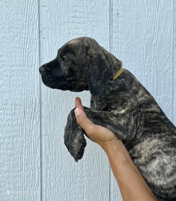 Yellow – Cane Corso puppy for sale in Walterboro, SC