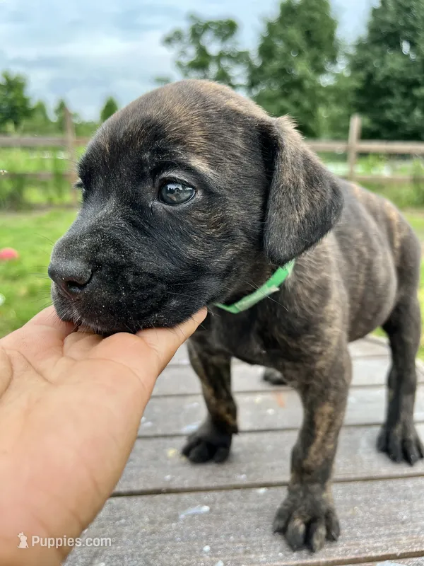 Dark Green – Cane Corso puppy for sale in Walterboro, SC