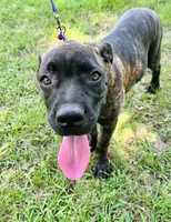 Light Purple, a female Cane Corso for sale in Walterboro, SC – 4 of 5