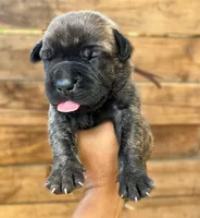 Brown, a male Cane Corso for sale in Walterboro, SC – 2 of 3