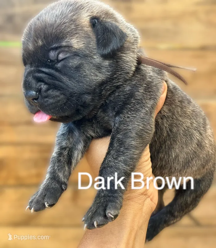 Brown – Cane Corso puppy for sale in Walterboro, SC