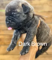 Brown, a male Cane Corso for sale in Walterboro, SC – 1 of 3