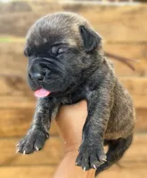 Brown, a male Cane Corso for sale in Walterboro, SC – 3 of 3