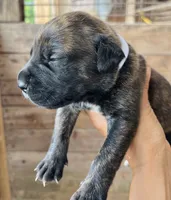 White , a female Cane Corso for sale in Walterboro, SC – 2 of 3
