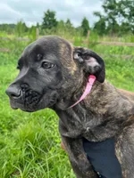 Light Pink , a female Cane Corso for sale in Walterboro, SC – 2 of 3