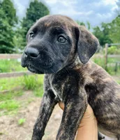 White , a female Cane Corso for sale in Walterboro, SC – 1 of 3