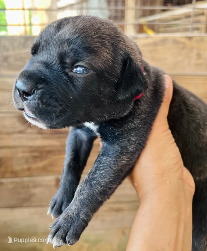 Red – Cane Corso puppy for sale in Walterboro, SC