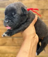 Red, a female Cane Corso for sale in Walterboro, SC – 2 of 3