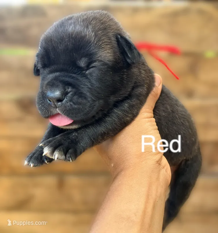 Red – Cane Corso puppy for sale in Walterboro, SC
