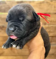 Red, a female Cane Corso for sale in Walterboro, SC – 3 of 3