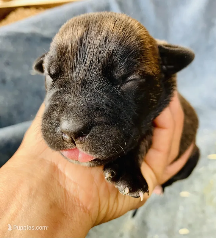 Puppy 6, a female Cane Corso for sale in Walterboro, SC – Photo 1 of 2