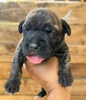 Gray, a female Cane Corso for sale in Walterboro, SC – 3 of 3