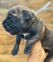 Gray, a female Cane Corso for sale in Walterboro, SC – 2 of 3