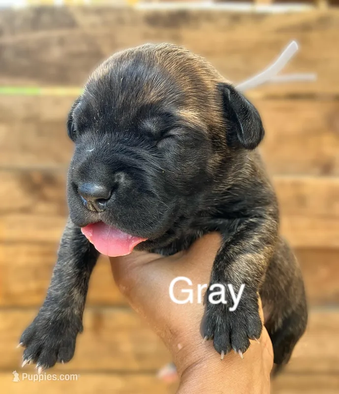 Gray – Cane Corso puppy for sale in Walterboro, SC