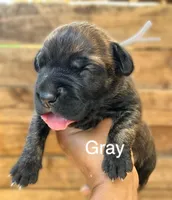 Gray, a female Cane Corso for sale in Walterboro, SC – 1 of 3