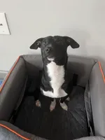 Duke, a male Jack Russell Terrier for sale in Charlotte, NC – Photo 1 of 5