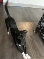 Duke, a male Jack Russell Terrier for sale in Charlotte, NC – Photo 4 of 5